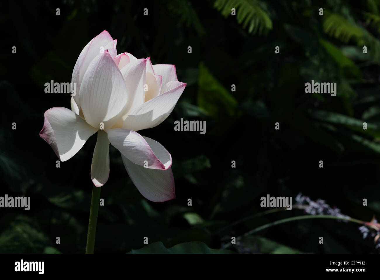 Pink Fringed White Lotus Flower Stock Photo