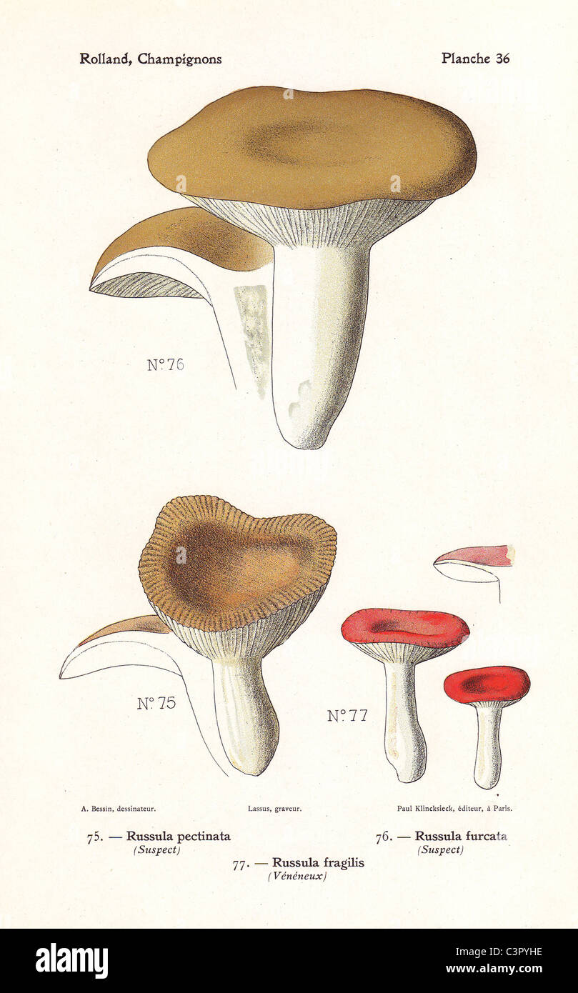 Fragile brittlegill mushroom, Russula fragilis, Russula furcata and Russula pectinata. Stock Photo