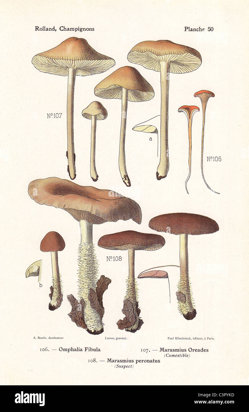 Scotch bonnet mushroom Marasmius oreades, Omphalia fibula, Marasmius peronatus. Stock Photo