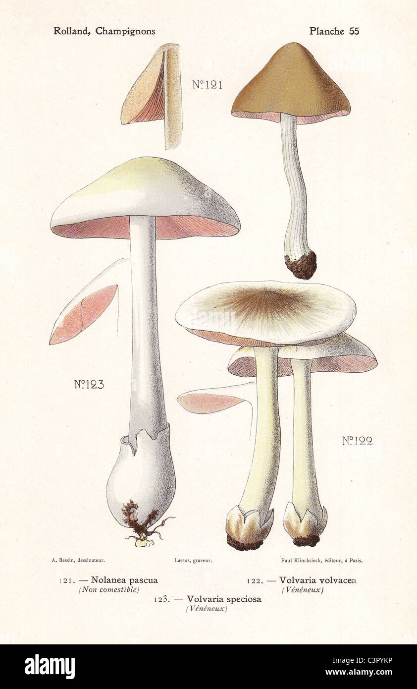 Inedible and poisonous mushrooms: Nolanea pascua, rose-gilled grisette Volvaria speciosa, and straw mushroom Volvaria volvacea. Stock Photo