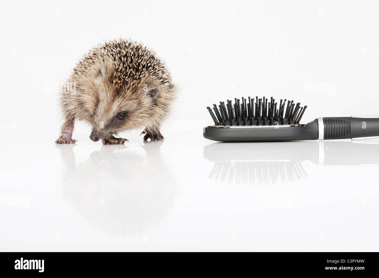 Single Hedgehog High Resolution Stock Photography And Images Alamy