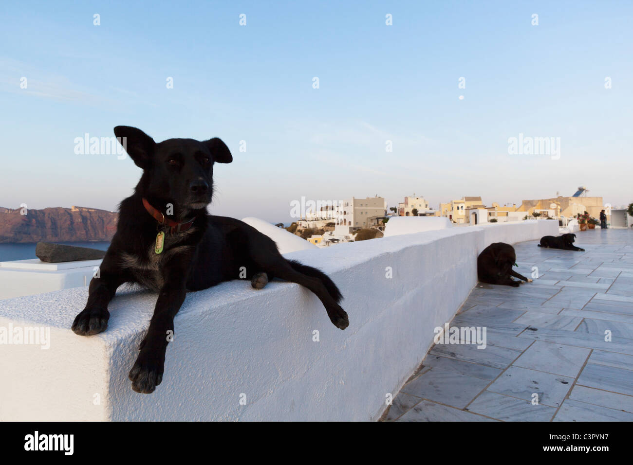Santorini dogs hires stock photography and images Alamy