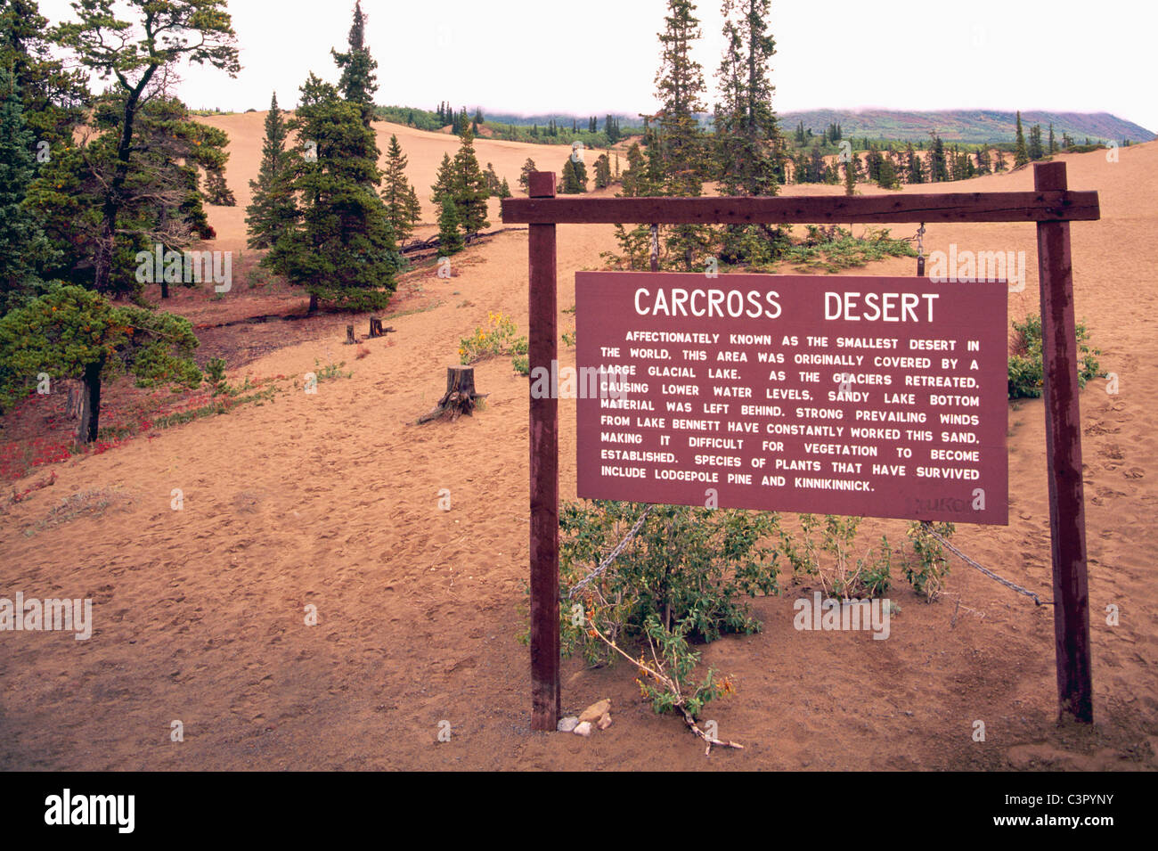 Carcross Desert, Carcross, Yukon Territory, Canada World's Smallest