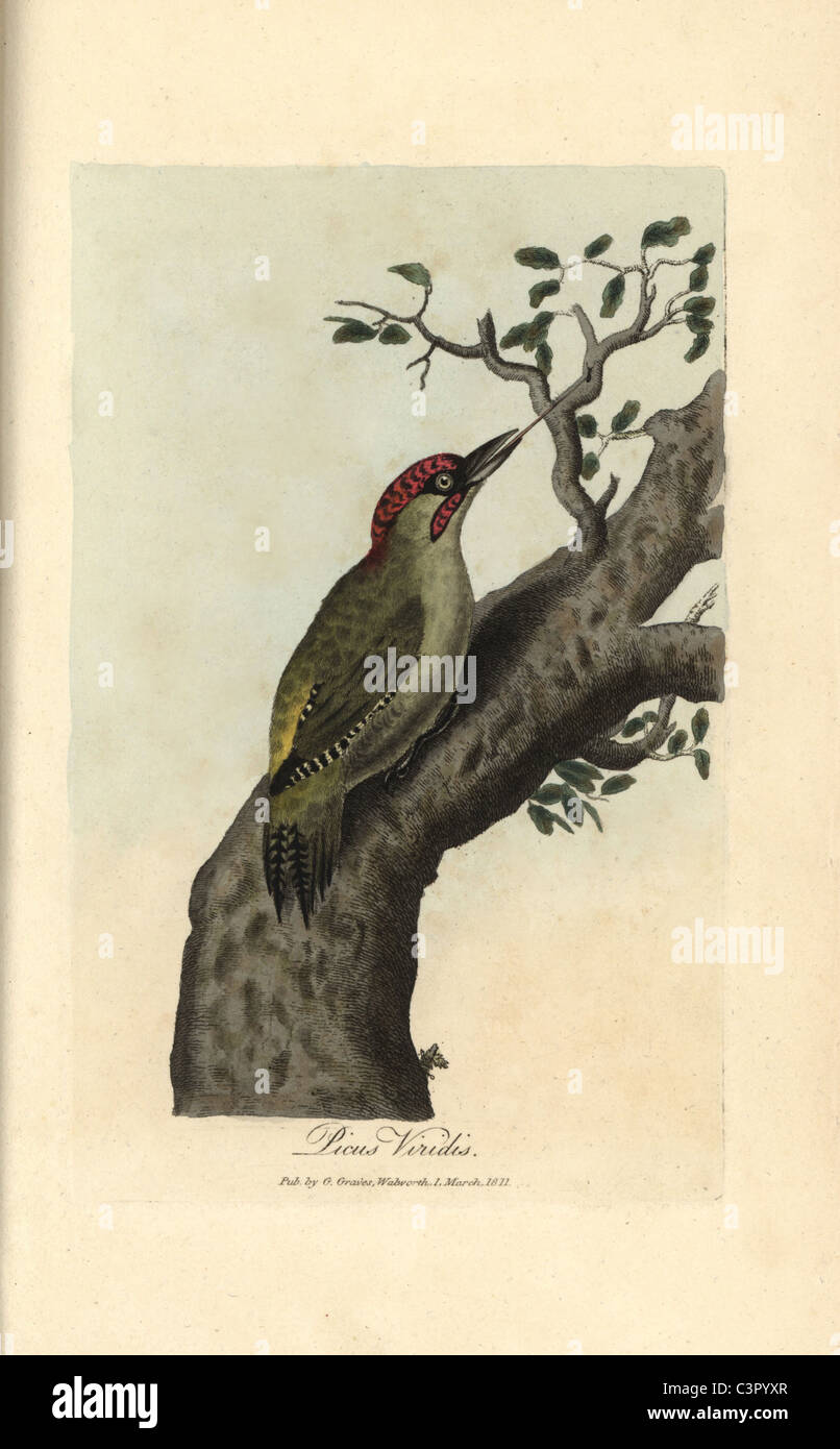Green woodpecker Picus viridis Stock Photo - Alamy