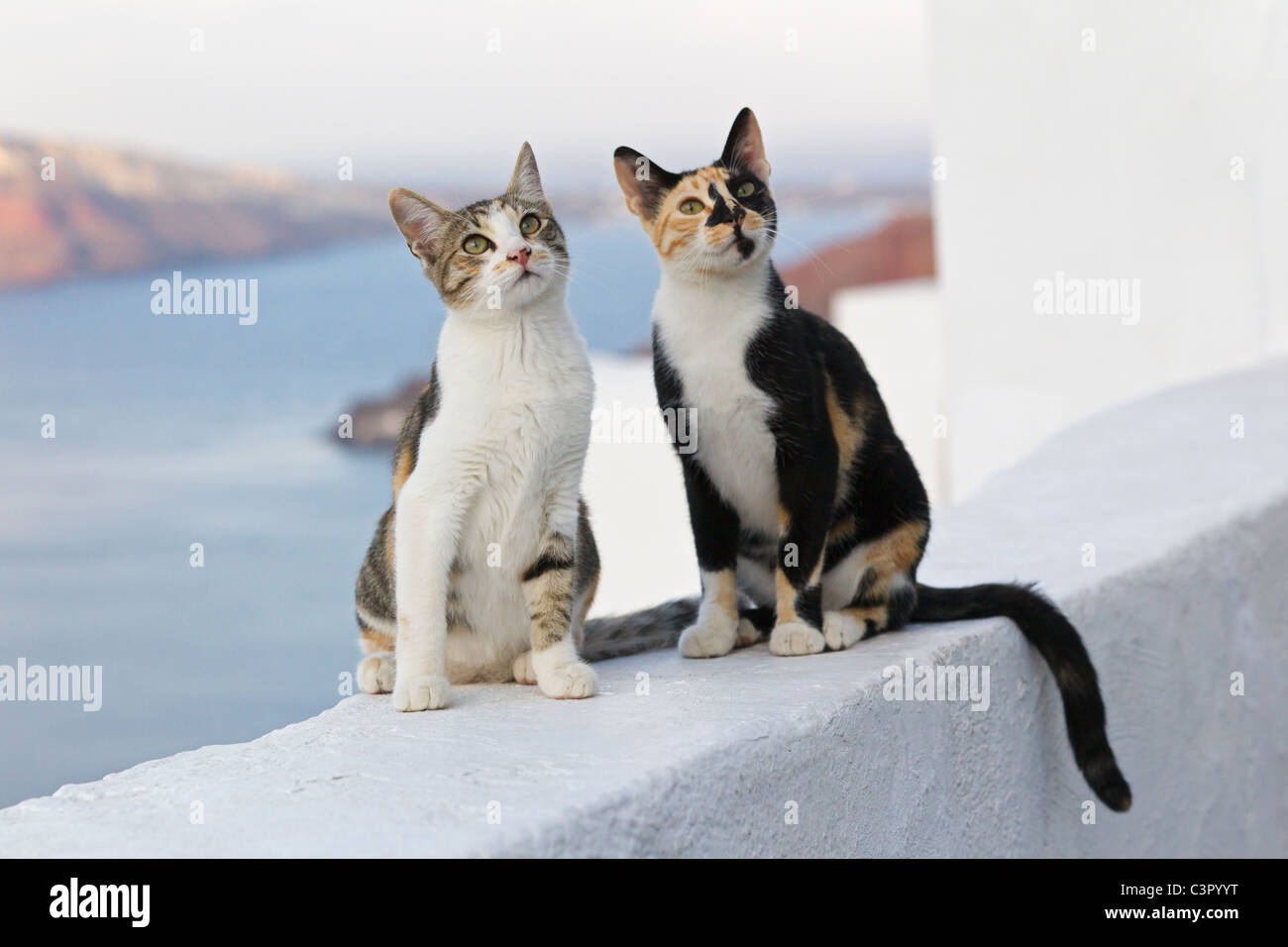 Europe, Greece, Cyclades, Santorini, Cats in the streets of Oia Stock