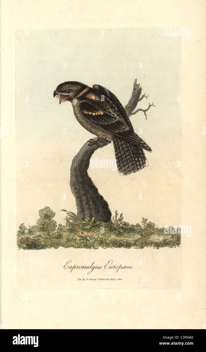 Goatsucker hi-res stock photography and images - Alamy