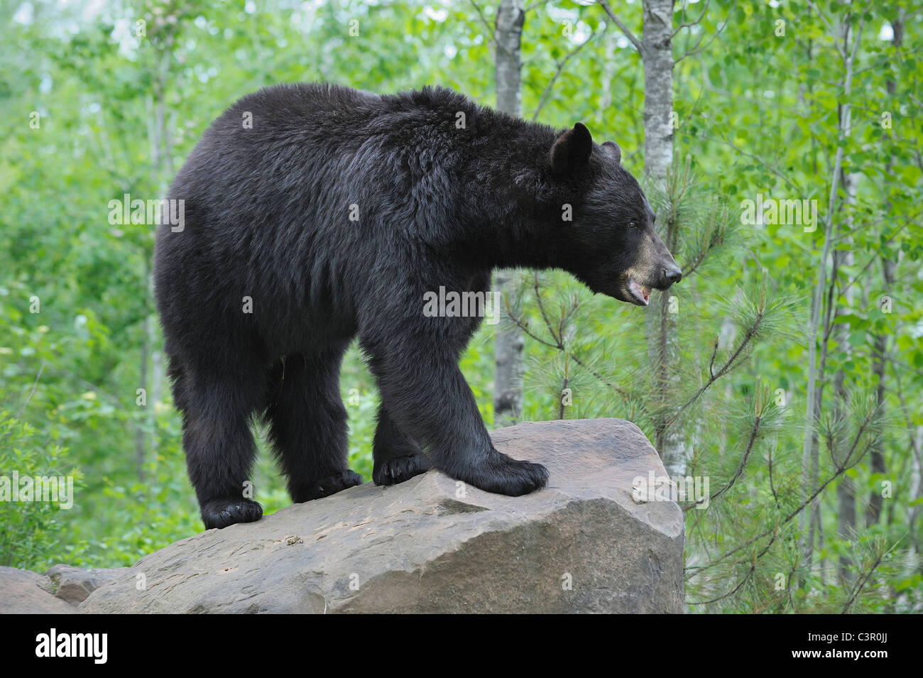 USA, Minnesota Black Bear In Forest Stock Photo Alamy