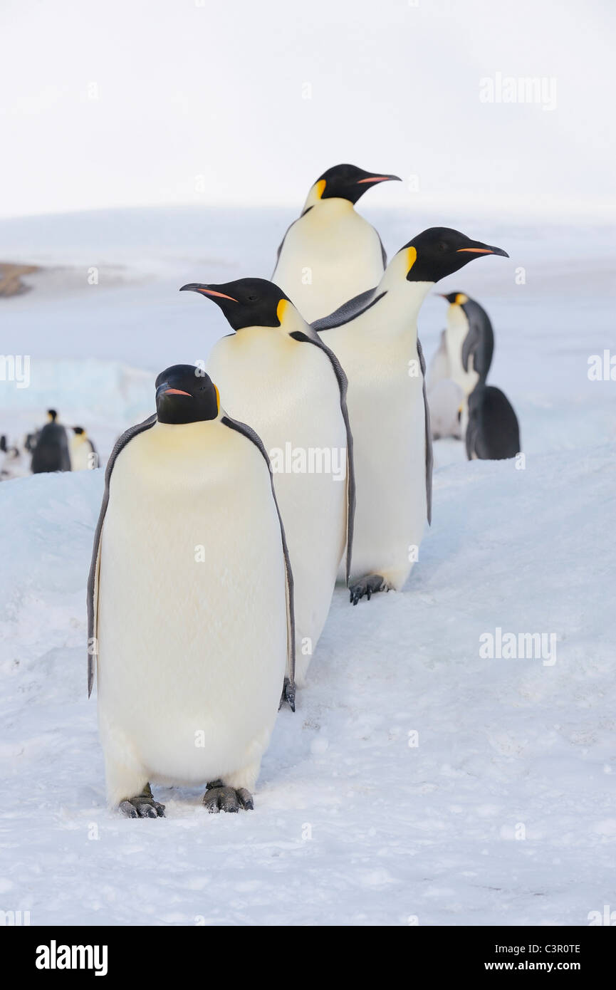 Antarctica, View of Emperor penguin in a row Stock Photo
