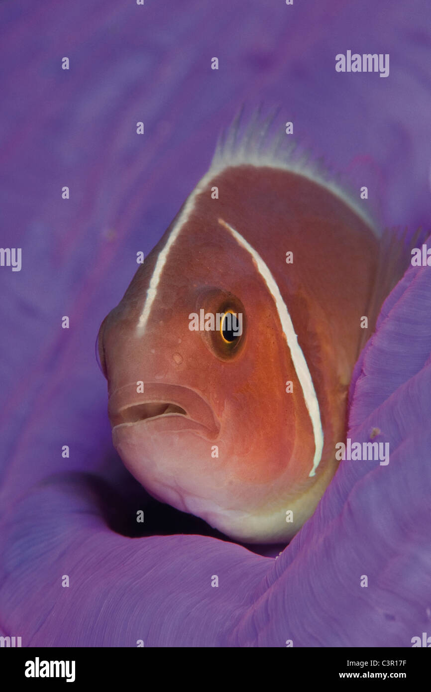 Indonesia, Komodo, Pink skunk clownfish swimming underwater Stock Photo