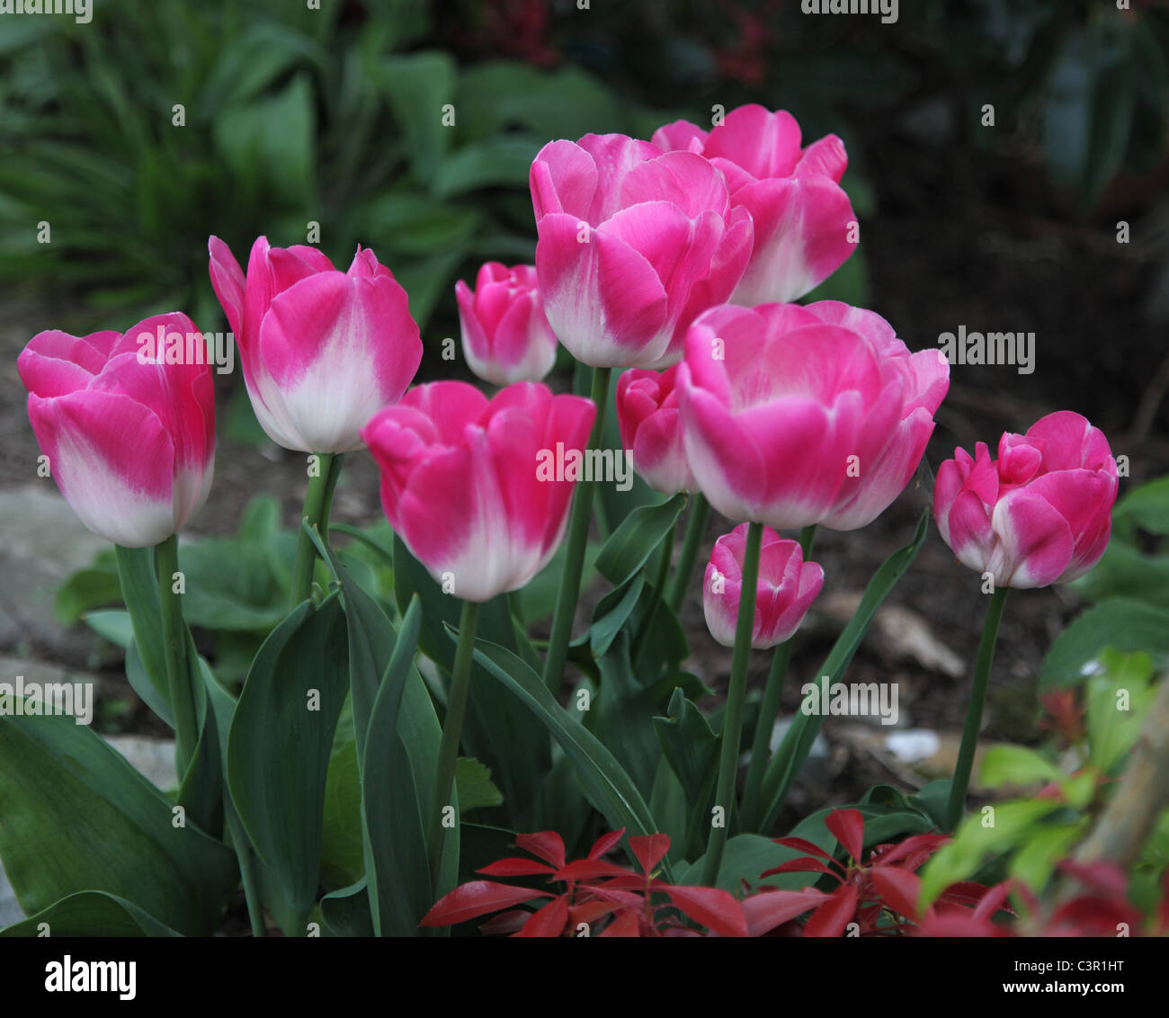 Tulipa Page Polka, Triumph group, hardy May flowering tulip Stock Photo