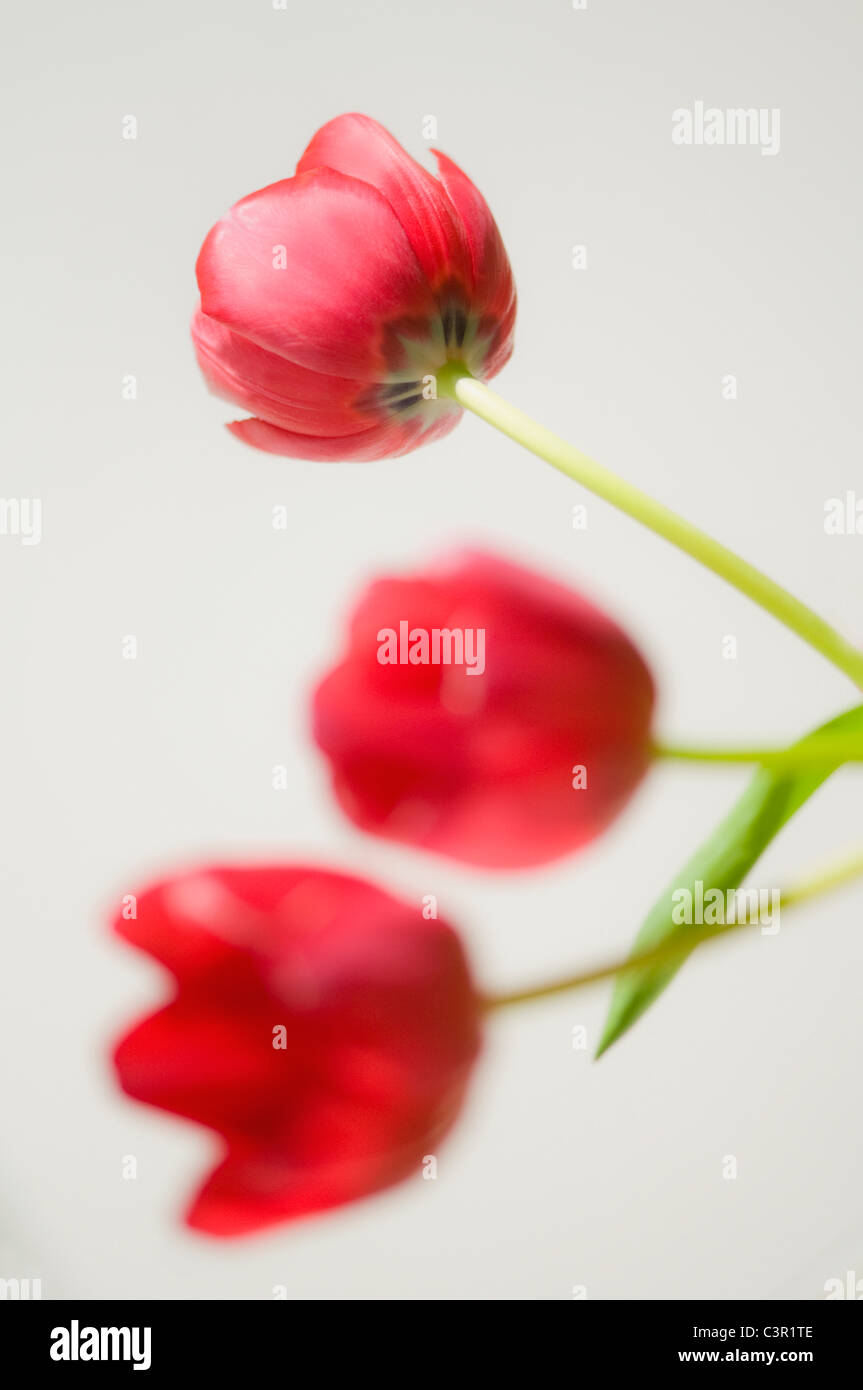 Close up of tulip flower Stock Photo - Alamy