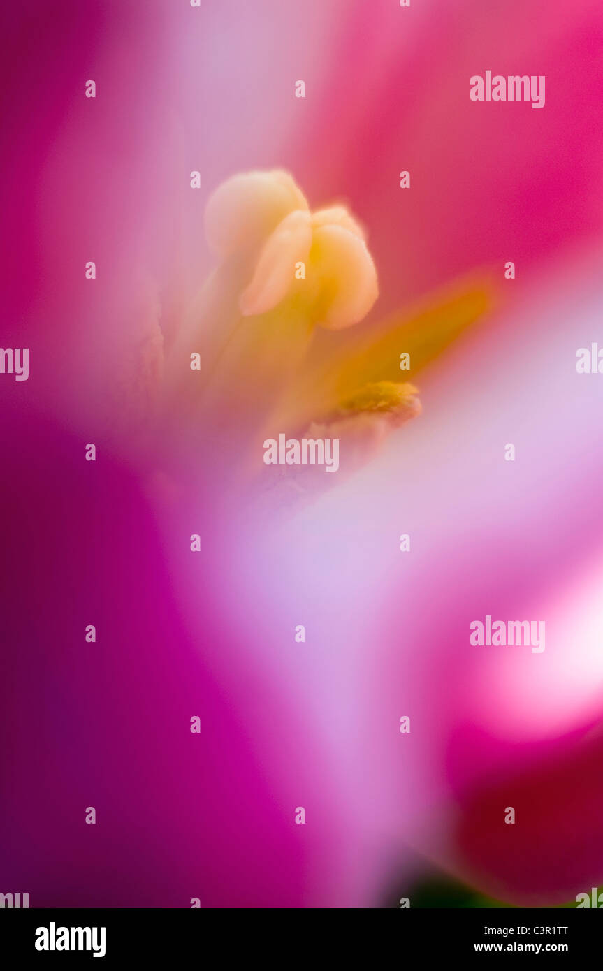 Close up of tulip flower Stock Photo - Alamy