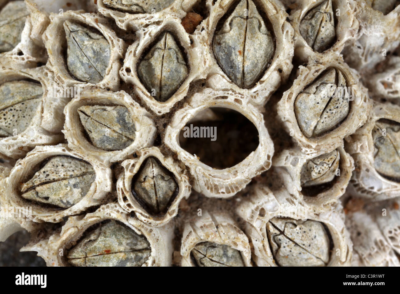 Barnacles skeleton - Arthropod Crustacea Cirripedia Stock Photo