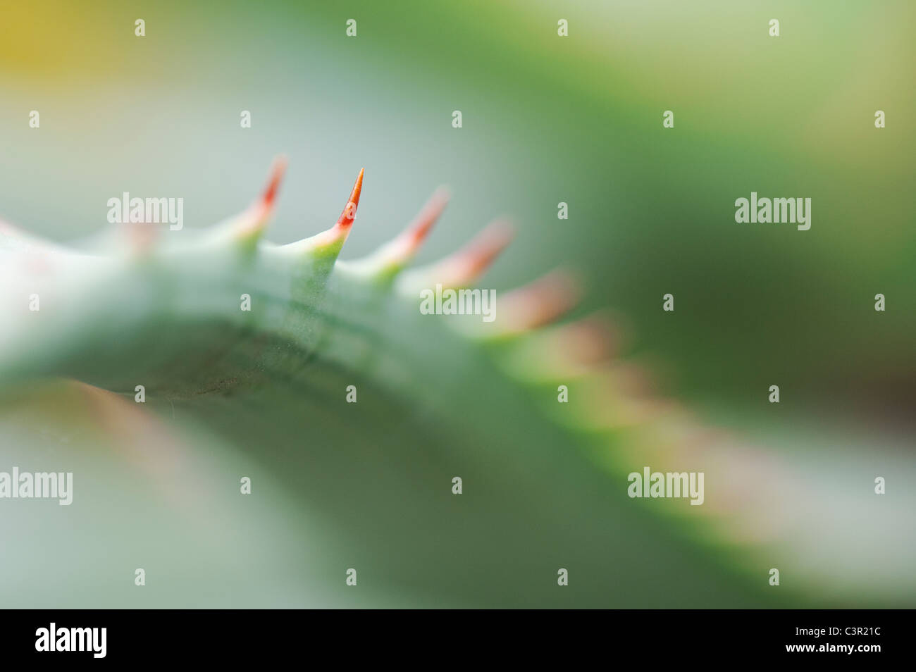 Aloe glauca 'blue aloe' plant abstract Stock Photo