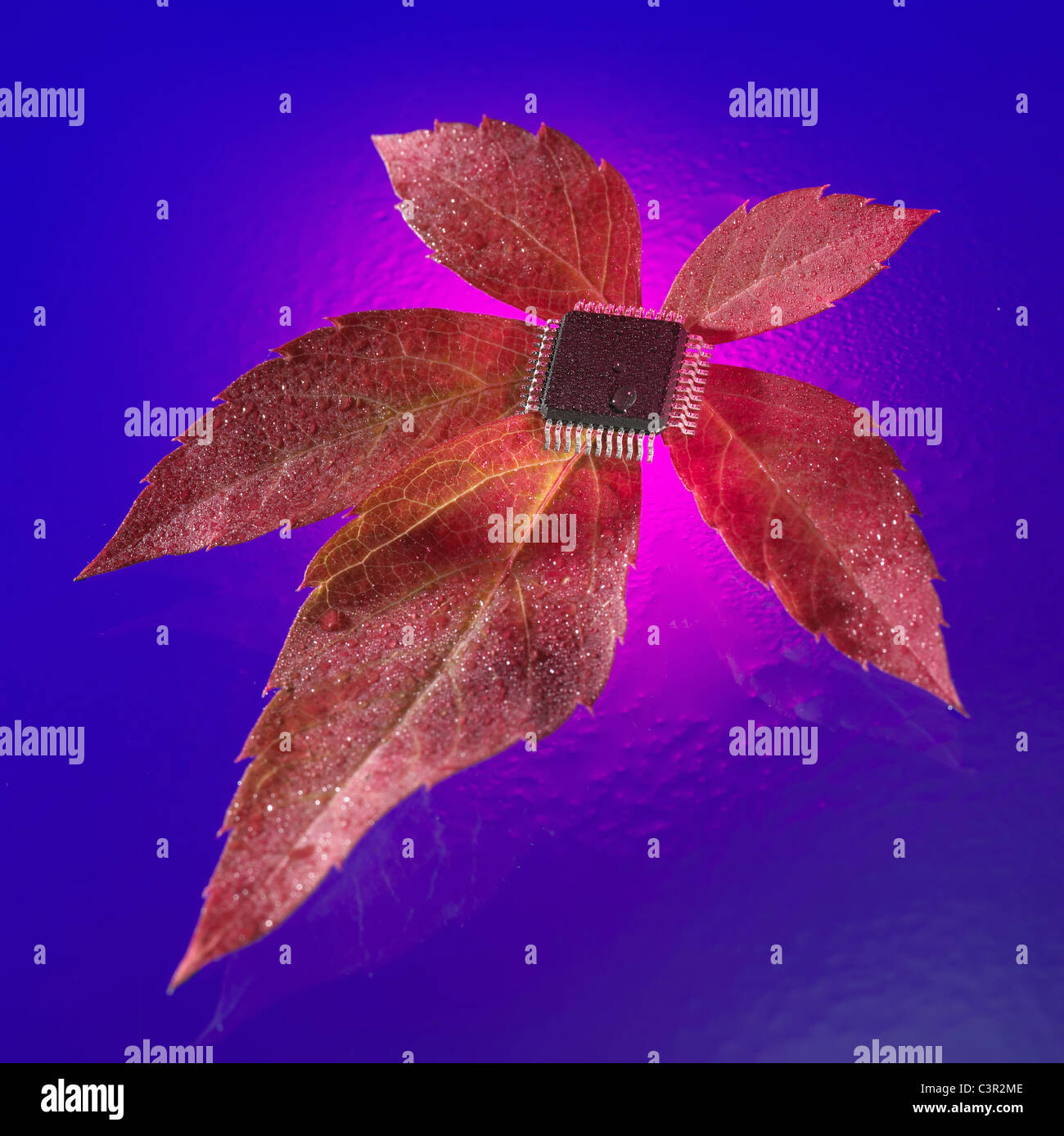 Electronic chip on leaf against blue background Stock Photo Alamy