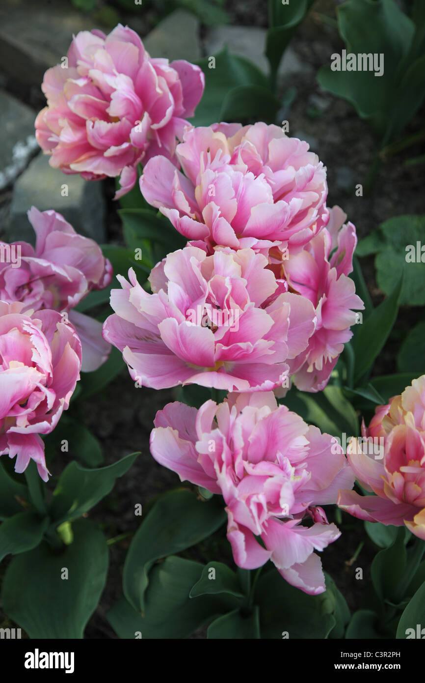 Tulipa Angelique, double late, paeony-flowered tulip Stock Photo