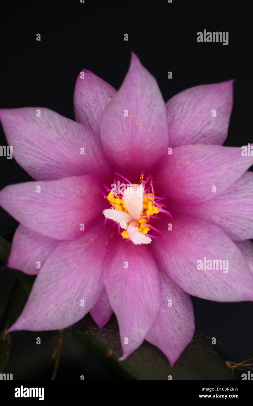 Flower of easter cactus - Hatiora gaertneri Stock Photo