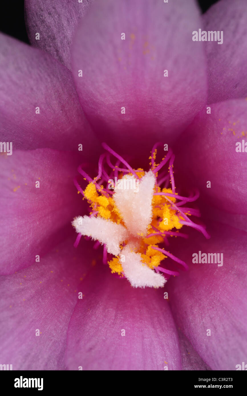 Flower of easter cactus - Hatiora gaertneri Stock Photo
