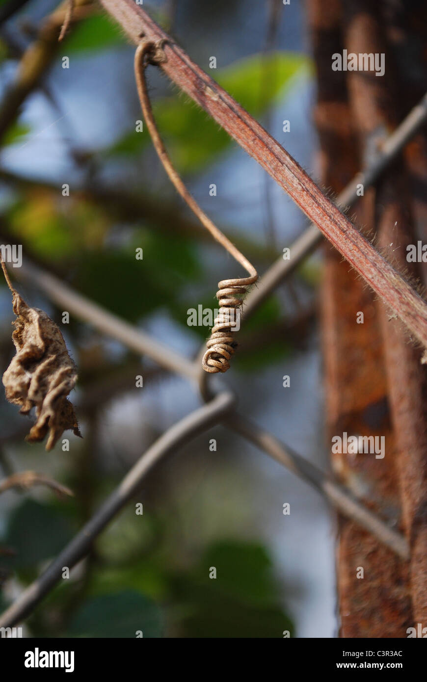 Natural branch fence hi-res stock photography and images - Alamy