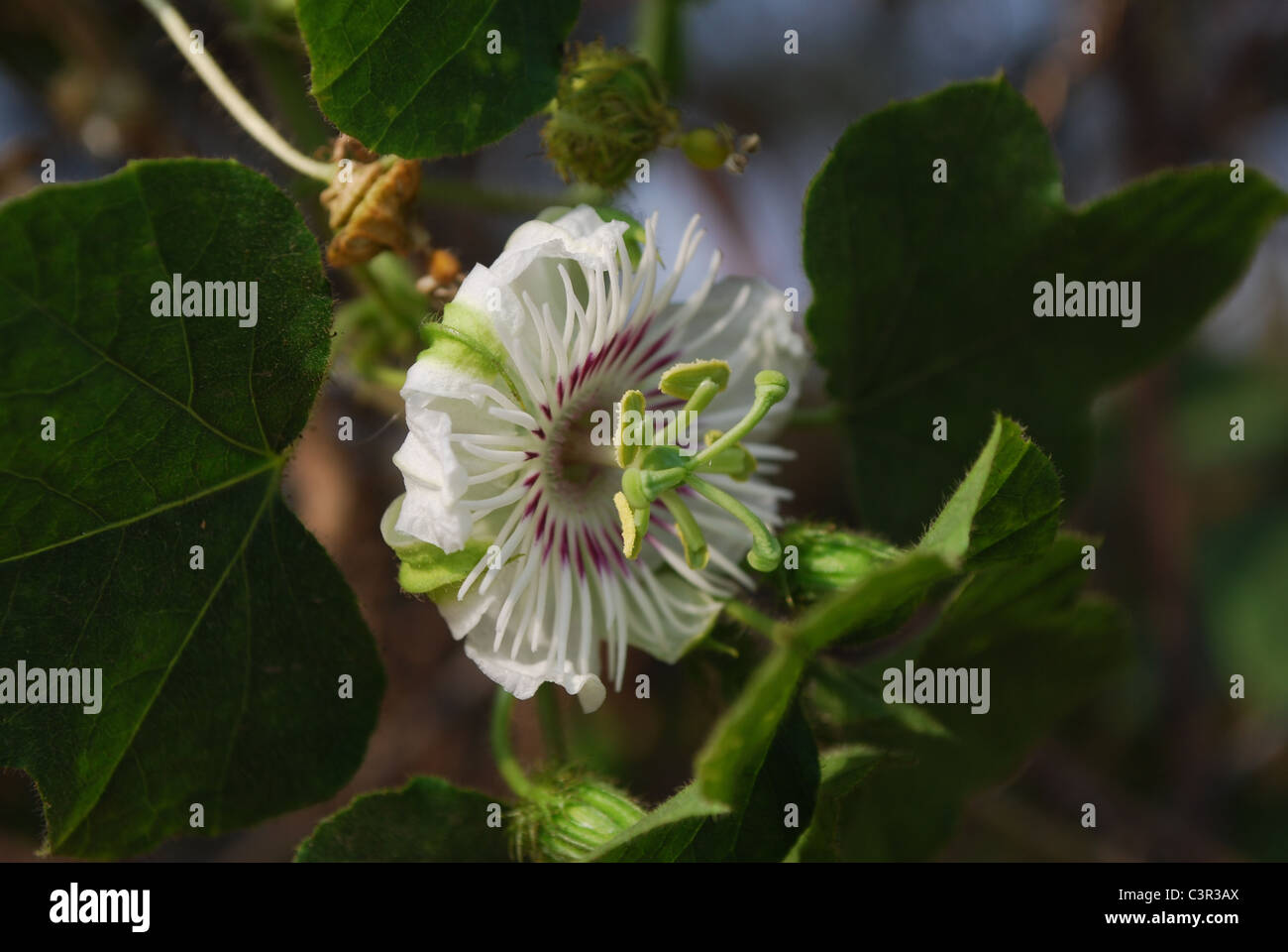 love in a mist Stock Photo Alamy