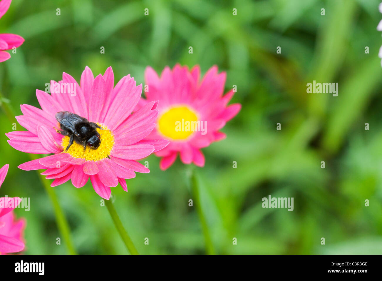 A Bee Gathering Nectar From a Tanacetum coccineum (Painted Daisy) Shallow DOF Stock Photo