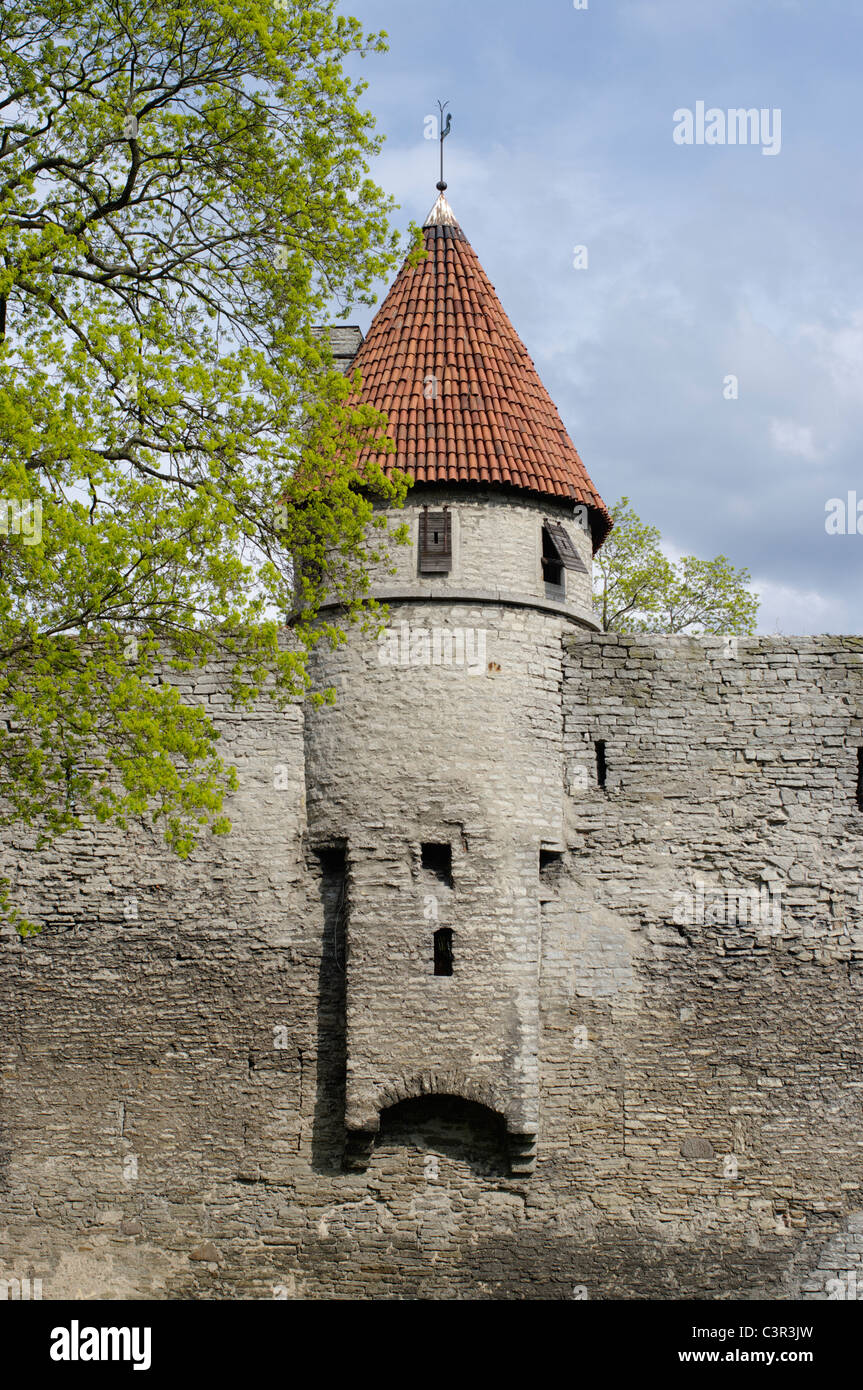 Tallitorn, Stable Tower, Part of The Old City Wall in Tallinn, Estonia EU Stock Photo