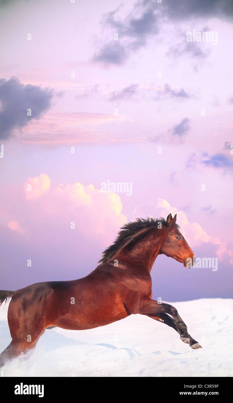 running bay horse in sunset at winter Stock Photo