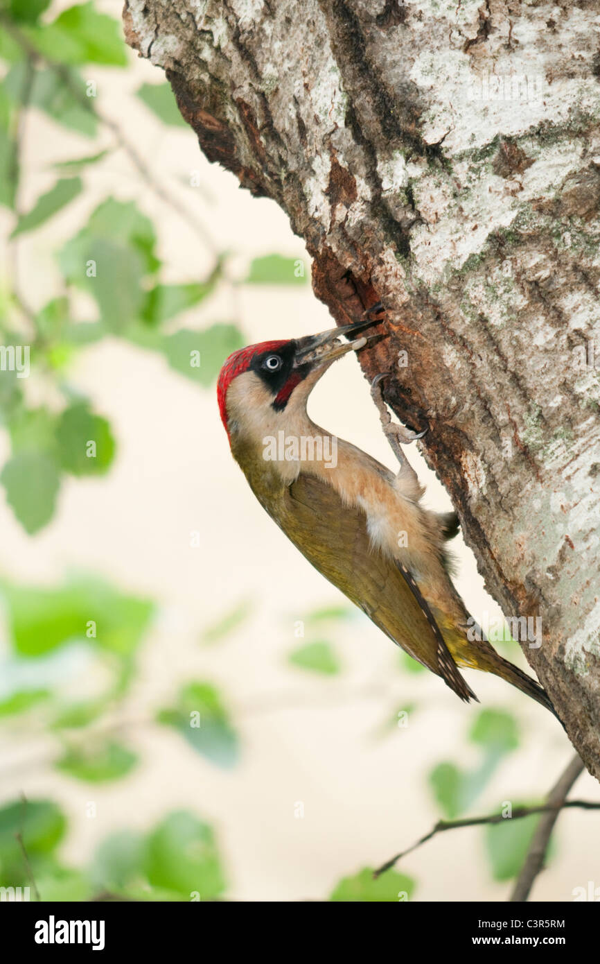 green woodpecker food