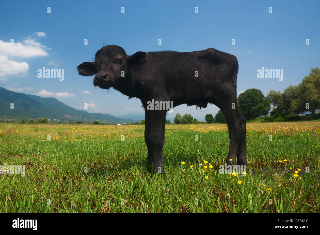 Domestic Water Buffalo (Bubalus bubalis) calf in spring meadow Stock Photo
