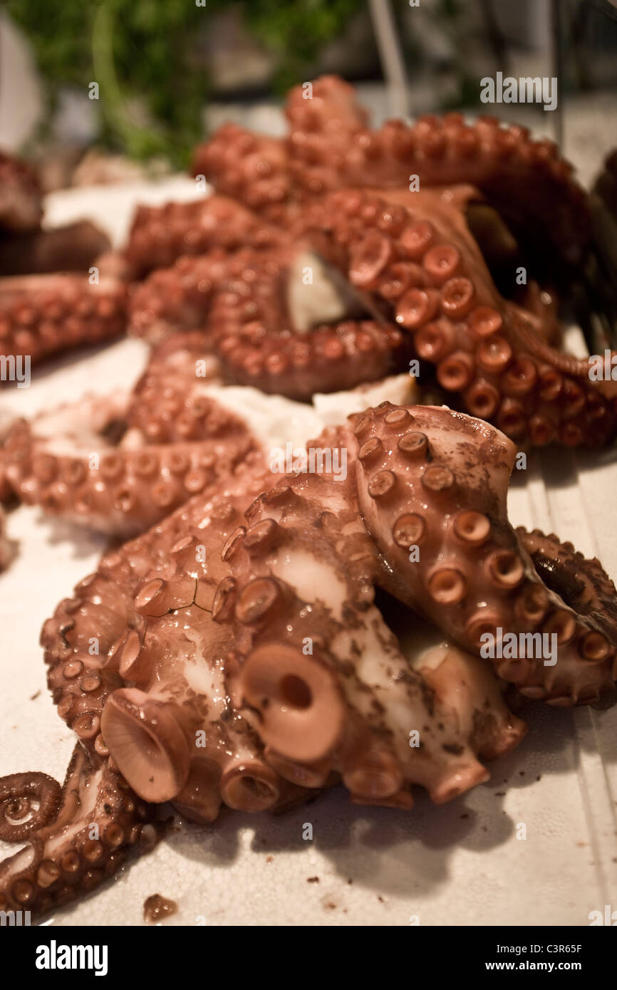 octopus for sale octopus for sale