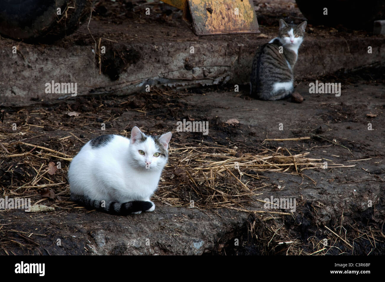 Germany, Bavaria, View of cats at farm Stock Photo Alamy