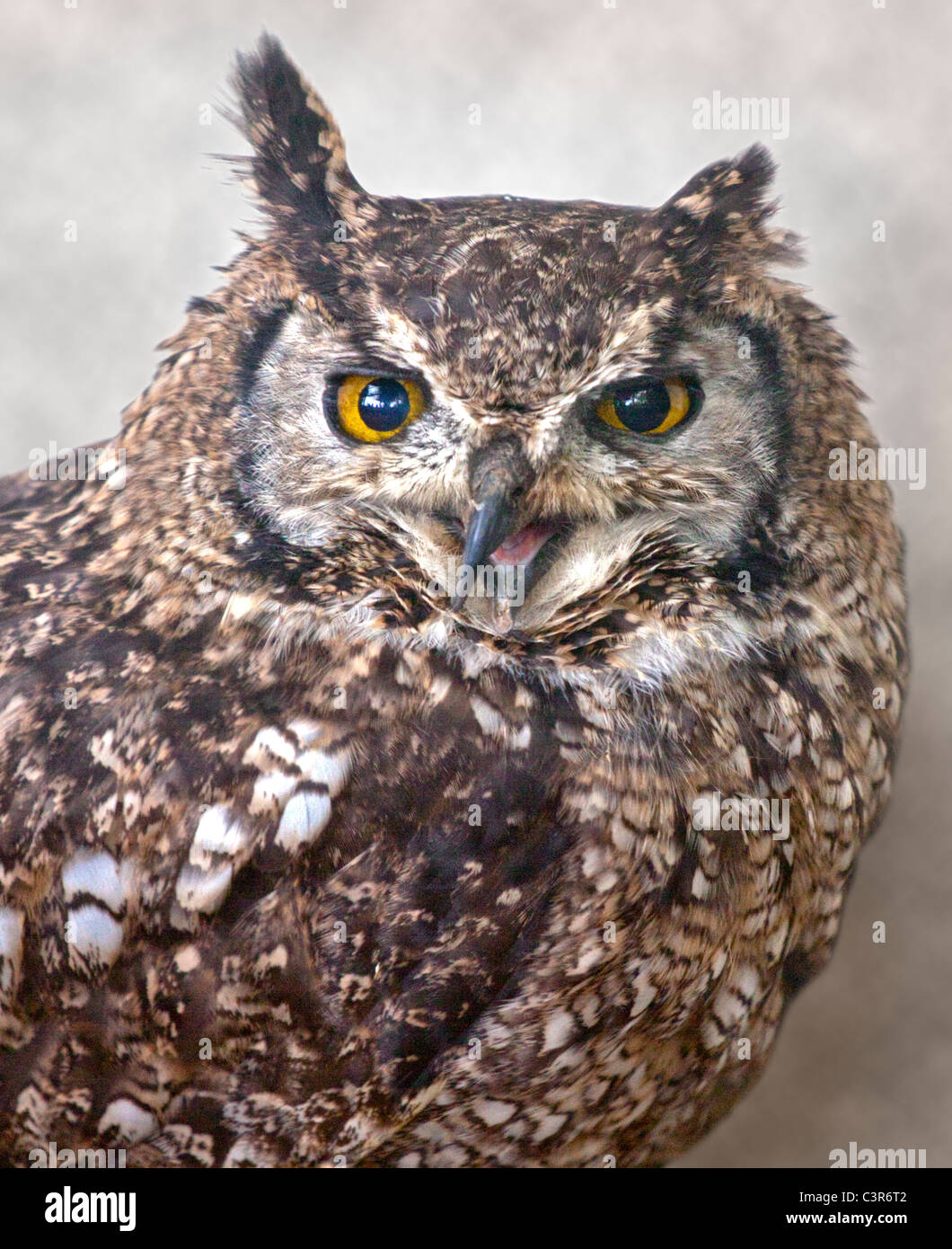 African Spotted Eagle Owl (bubo africanus Stock Photo - Alamy