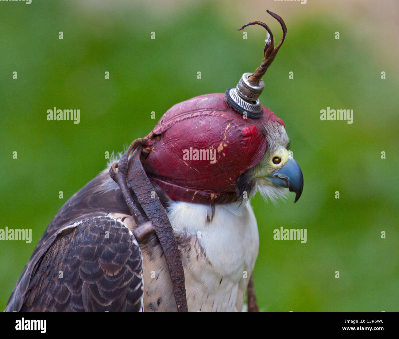Peregrine-Saker Falcon (falco peregrinus/cherrug) wearing Hood Stock Photo