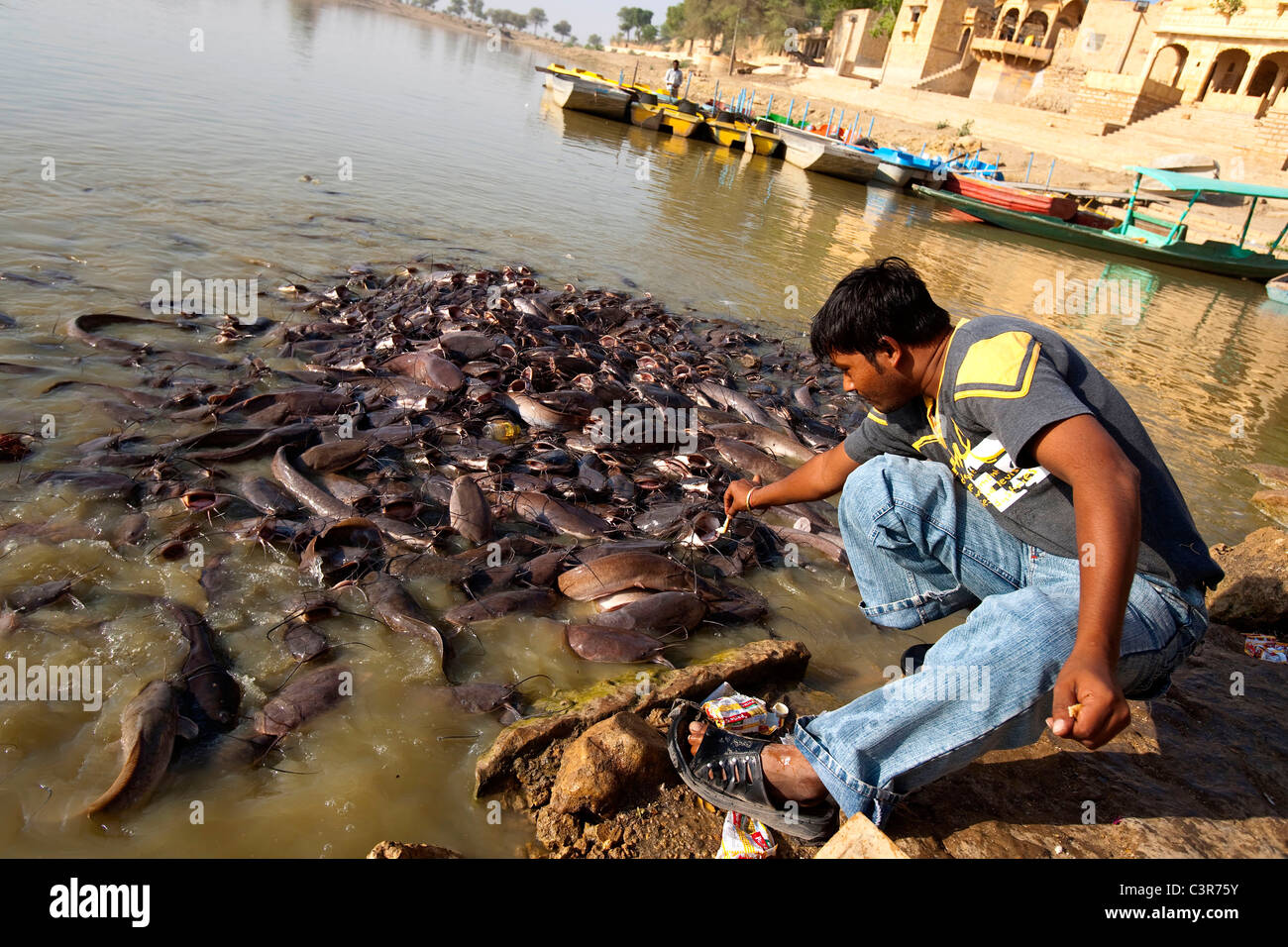 Man feeding catfish, fish in Gadsisar lake, Jaisalmer, Rajasthan, India