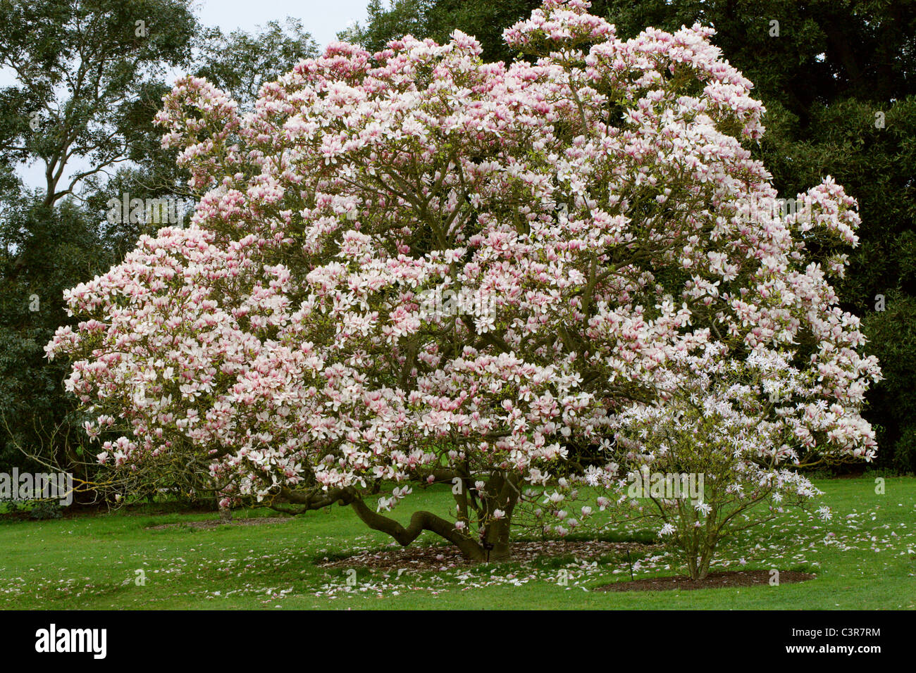 Saucer Magnolia, Magnolia soulangeana, Magnoliaceae. Stock Photo