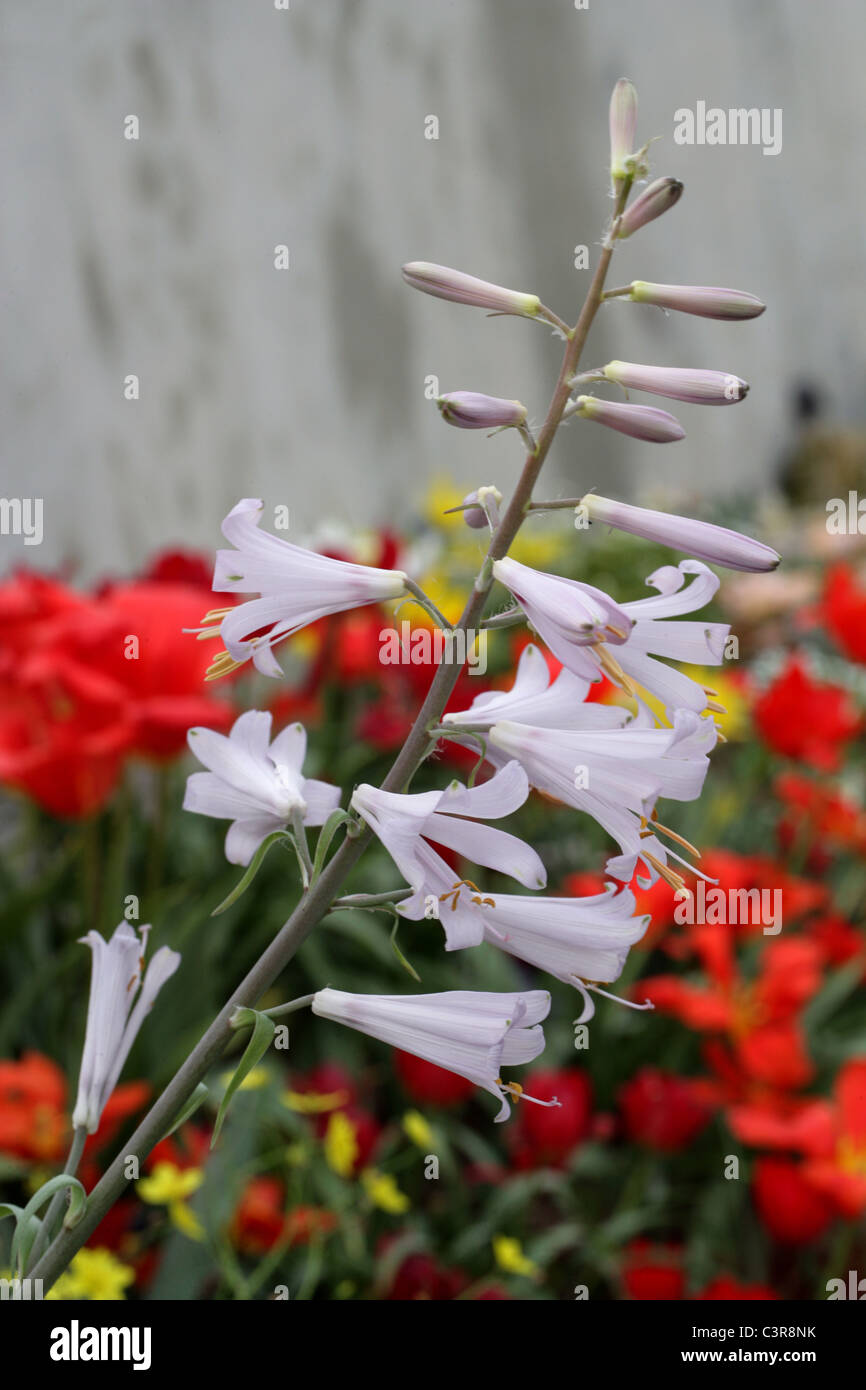 Himalayan Lily, Notholirion thomsonianum, Liliaceae, North West Himalayas, Afghanistan. Stock Photo