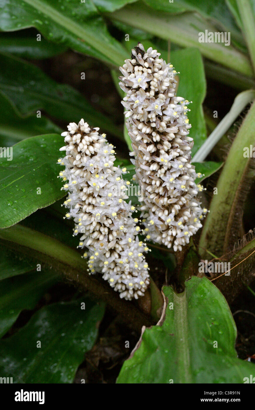 Palisota mannii, Commelinaceae. Tropical West Africa. Stock Photo