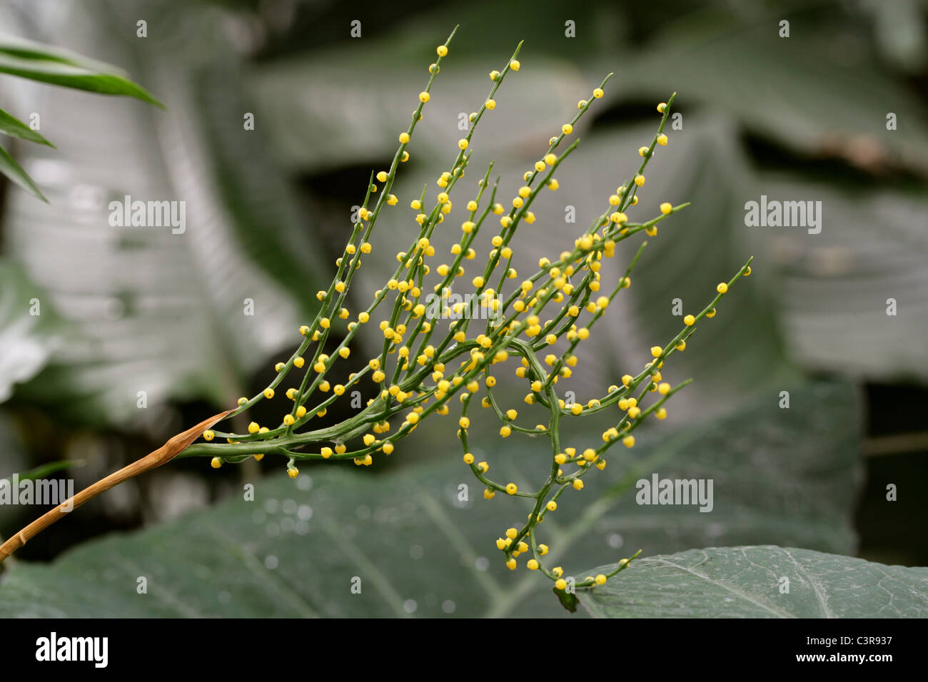 Palm with Small Yellow Spherical Berries. Stock Photo
