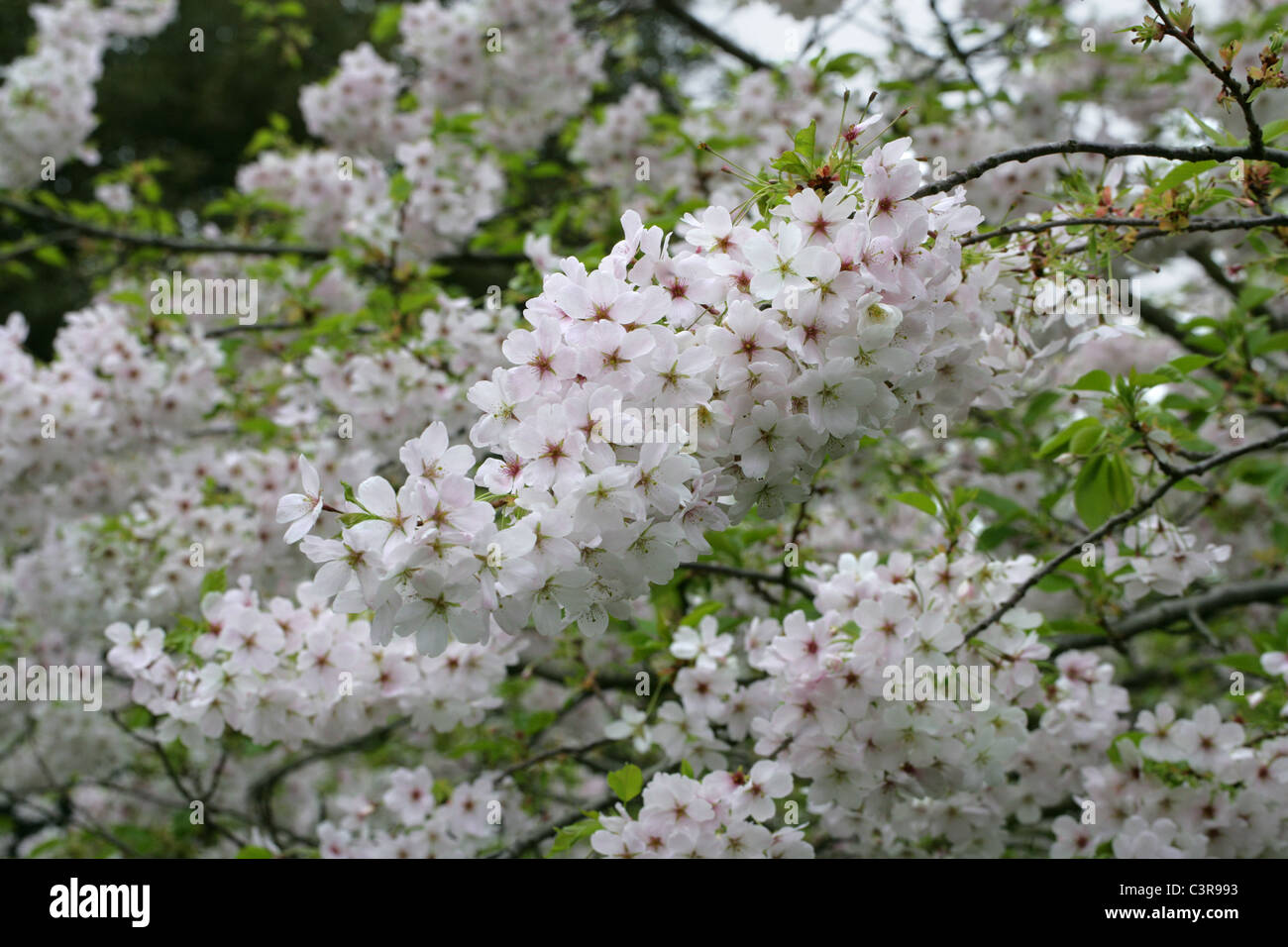 Yoshino Cherry Blossom, Prunus x yedoensis 'Isu Yoshino', Rosaceae ...