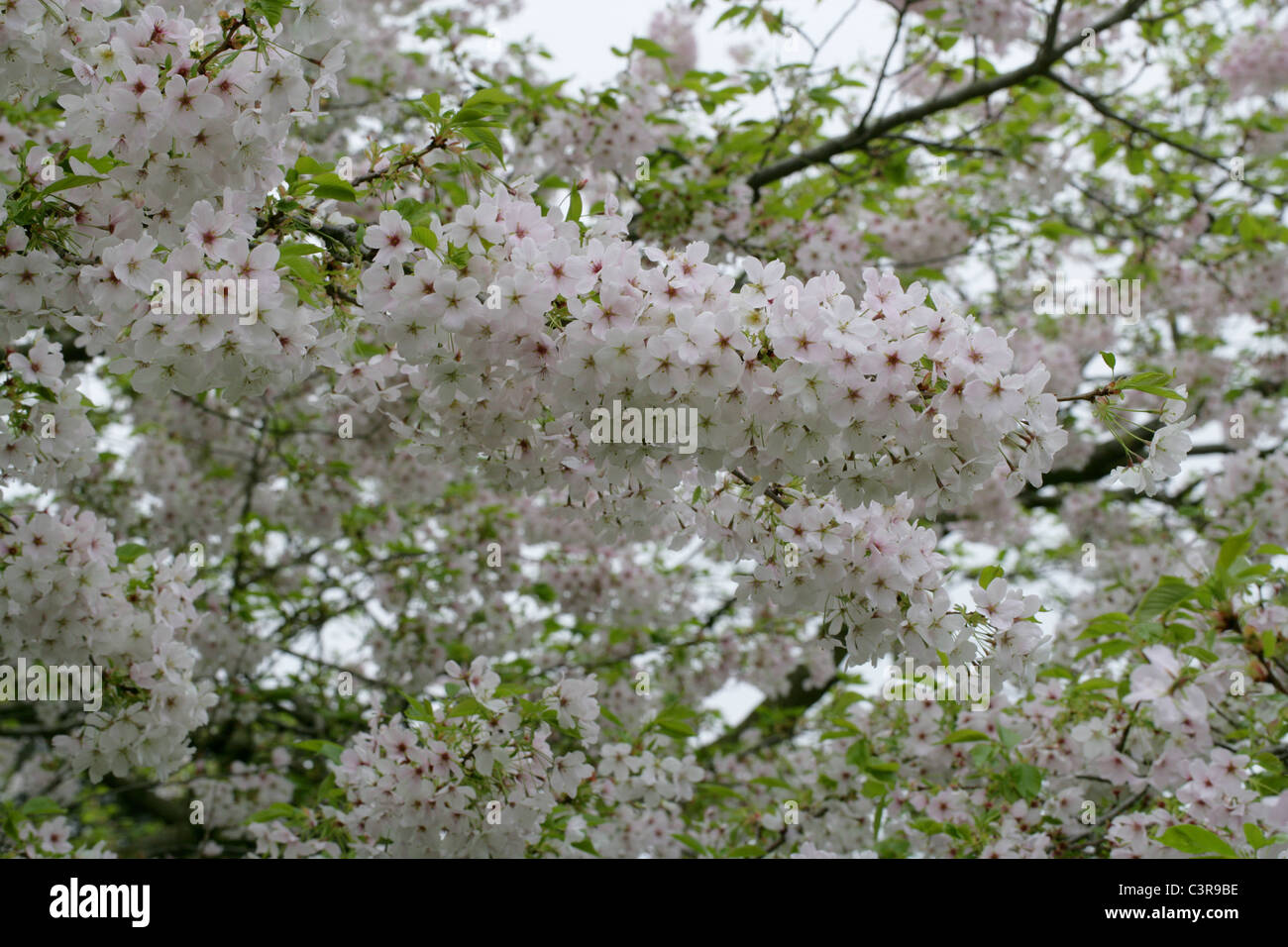 Yoshino Cherry Blossom, Prunus x yedoensis 'Isu Yoshino', Rosaceae ...