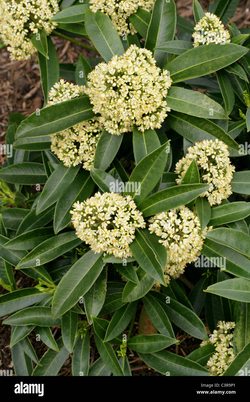 Skimmia x confusa 'Kew Green', Rutaceae, Japan, China and East Asia. Stock Photo