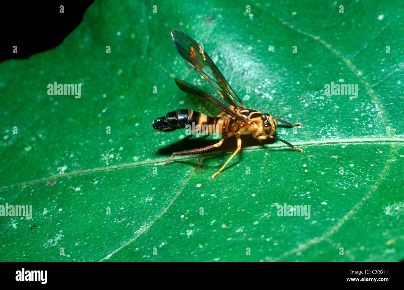 Leafhopper (Lissocarta vespiformis) mimicking a paper wasp in rainforest. One of the most amazing of wasp mimics, Peru Stock Photo