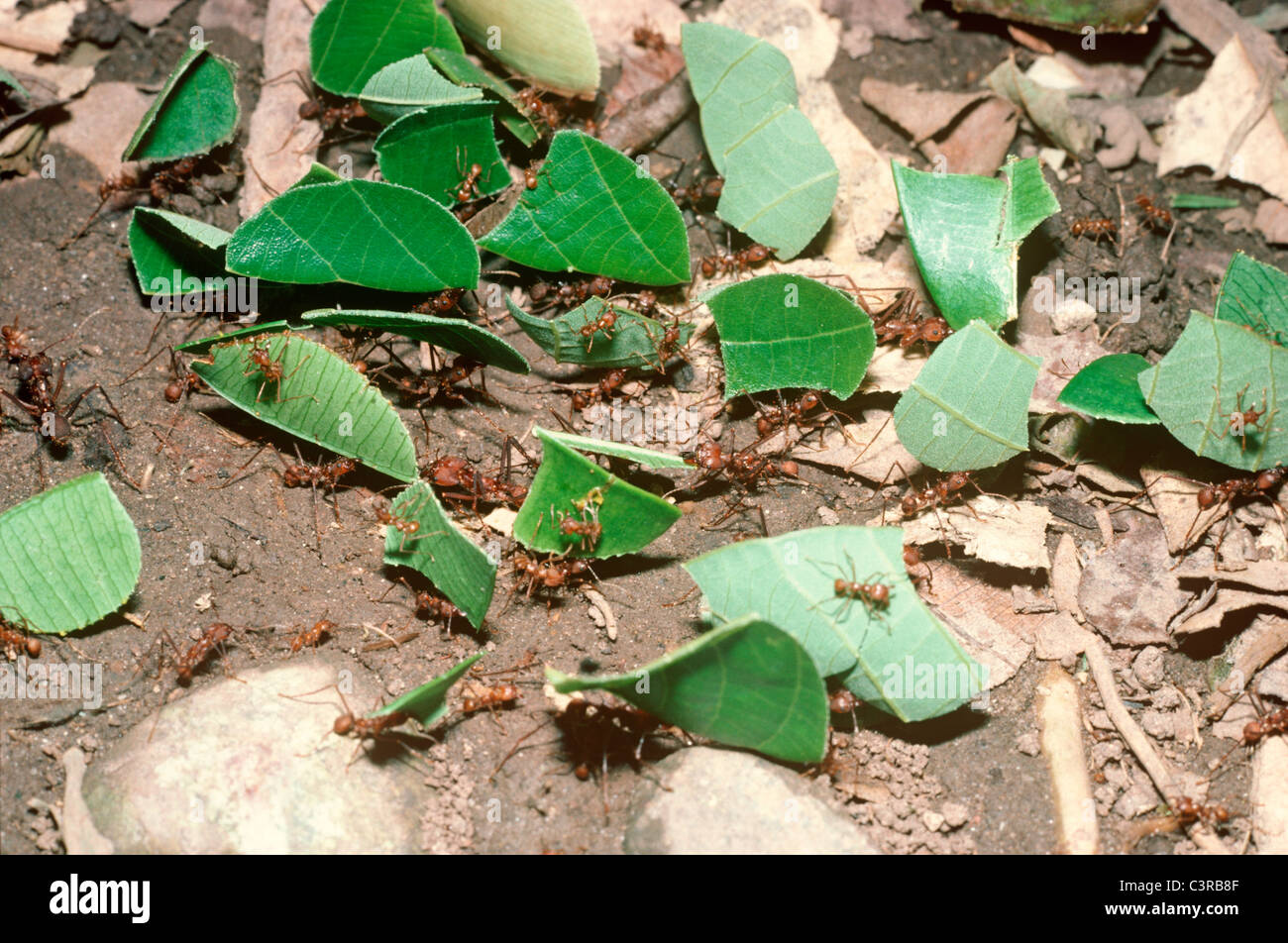 Leaf cutter ant fungus garden hires stock photography and images Alamy