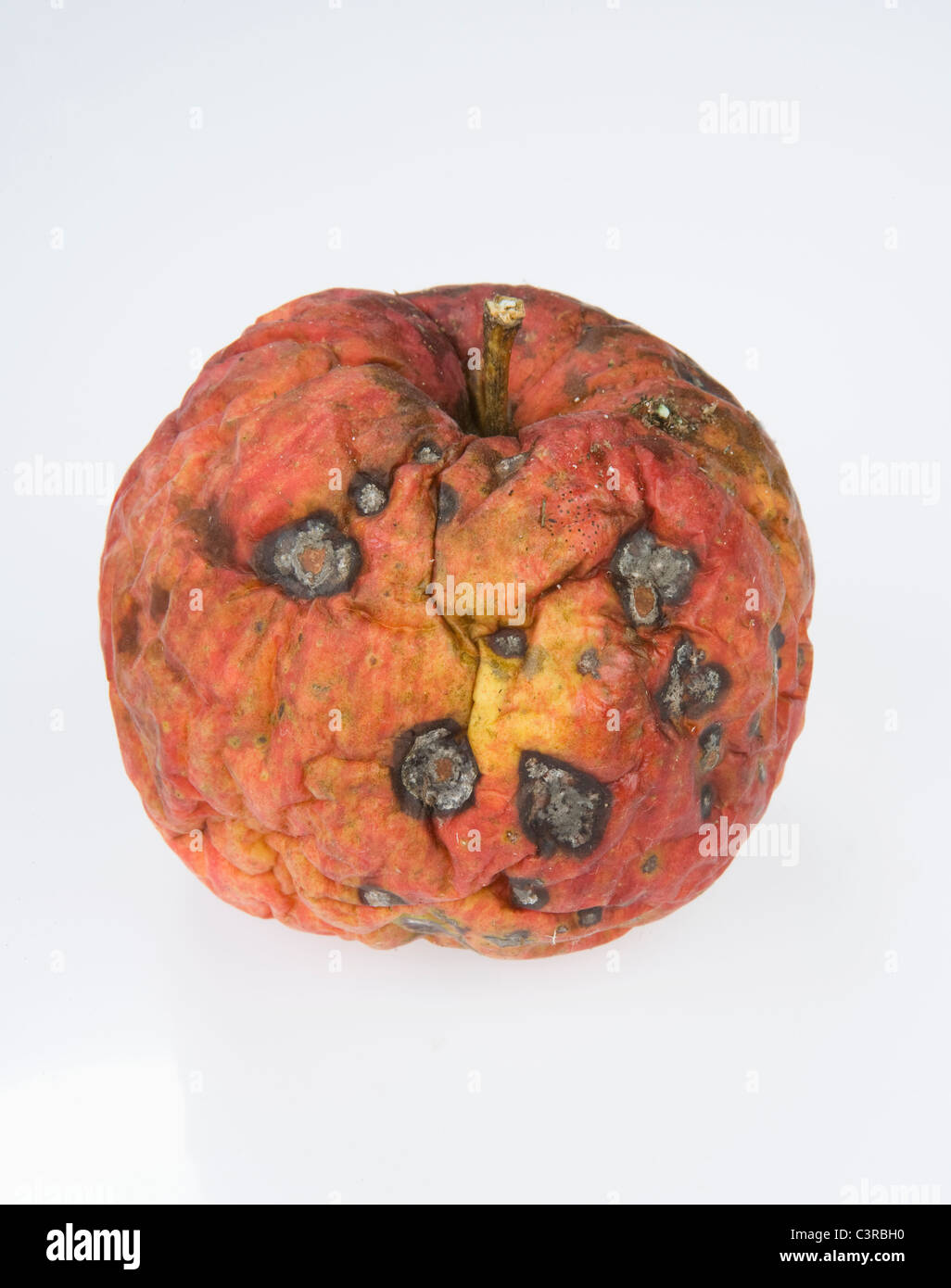 Rotten Apple - Stock Image - F003/9696 - Science Photo Library