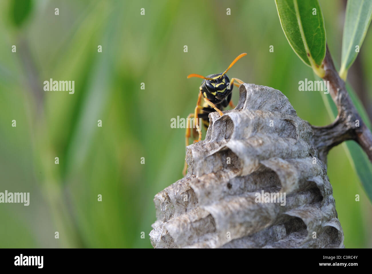 European paper wasp - Polistine paper wasp (Polistes dominula - Polistes dominulus - Polistes gallicus) queen on nest at spring Stock Photo
