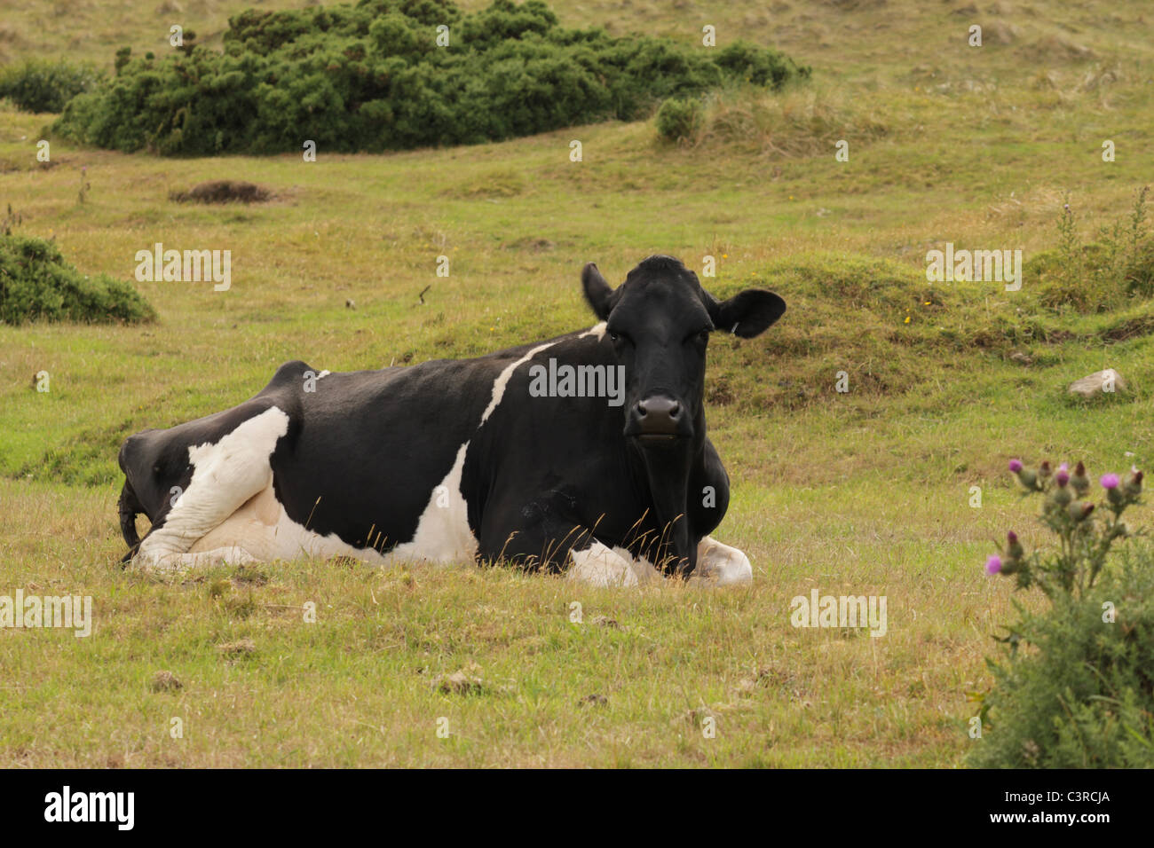 Black white cow lying down hi-res stock photography and images - Alamy