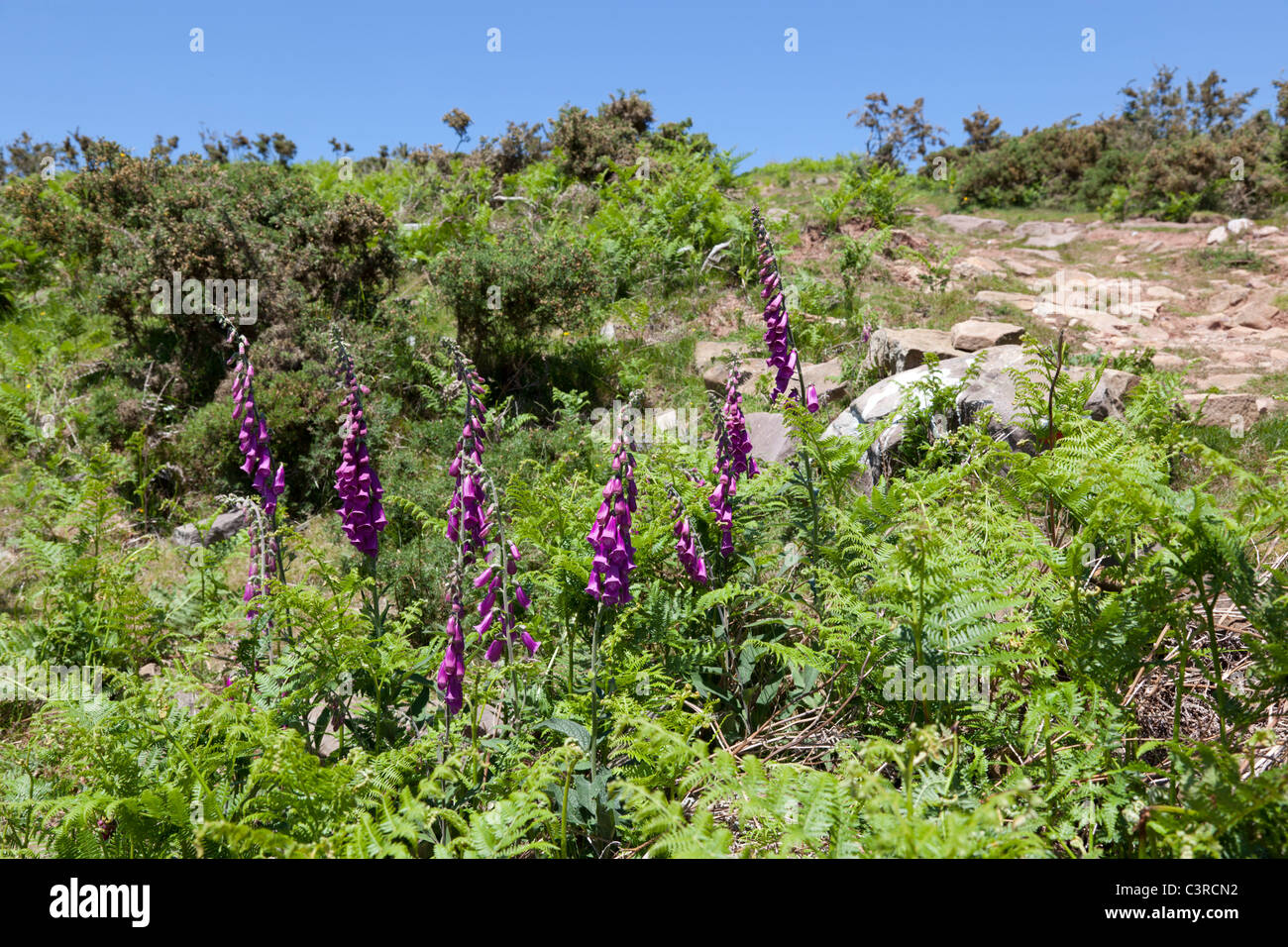 Wild purple Lady's gloves (Digitalis purpurea) in the Western Pyrenees. Digitales pourpres dans les Pyrénées occidentales. Stock Photo
