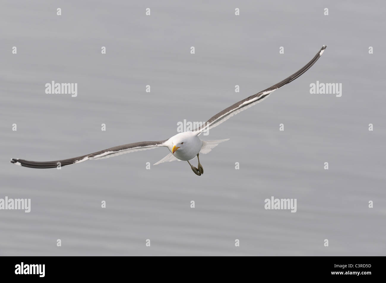 south-america-argentina-ushuaia-tierra-del-fuego-kelp-gull-flying