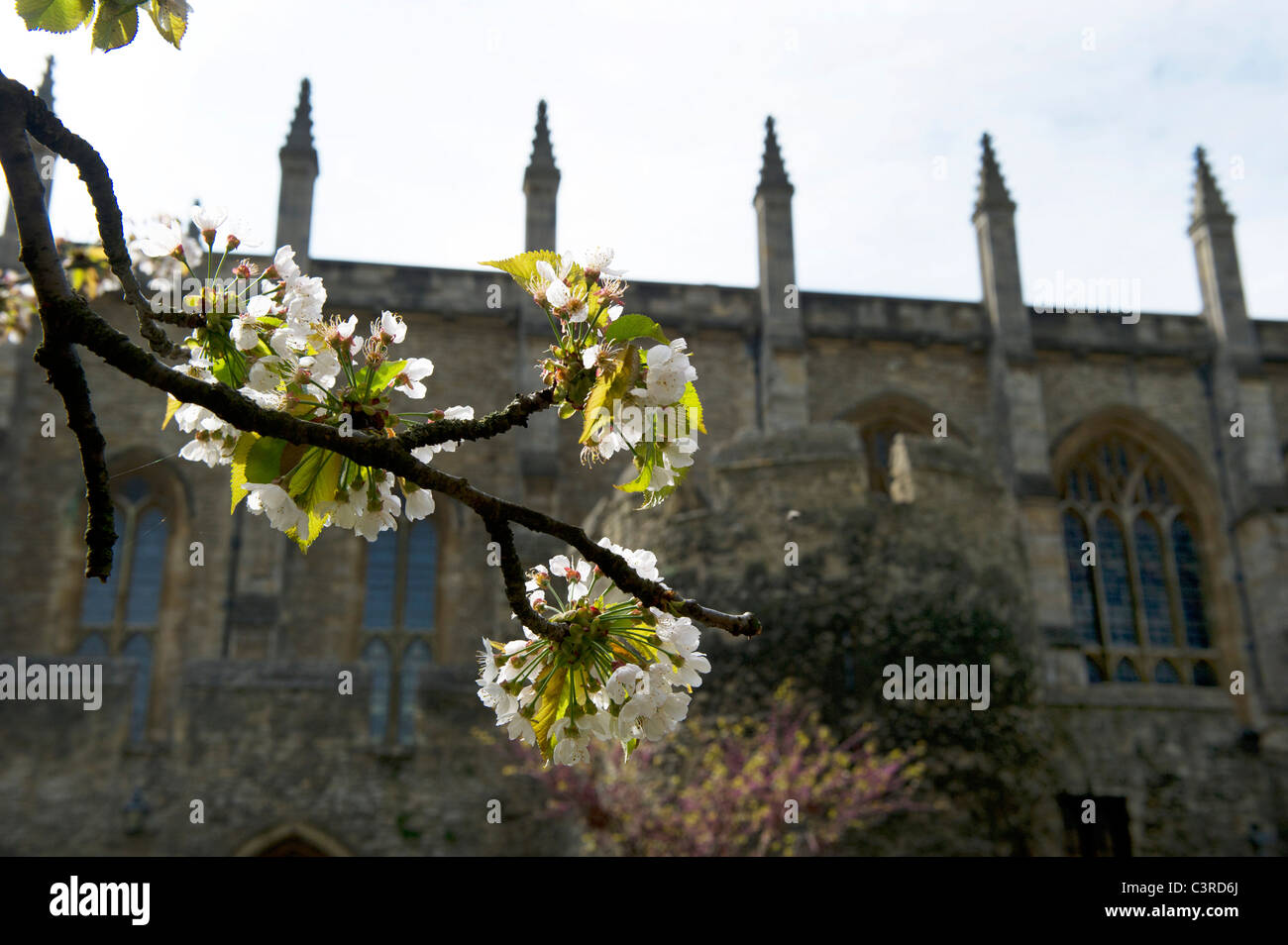 Oxford bathed in sunshine in the spring,a colourful place to visit or study,New College with the blossom out. Stock Photo