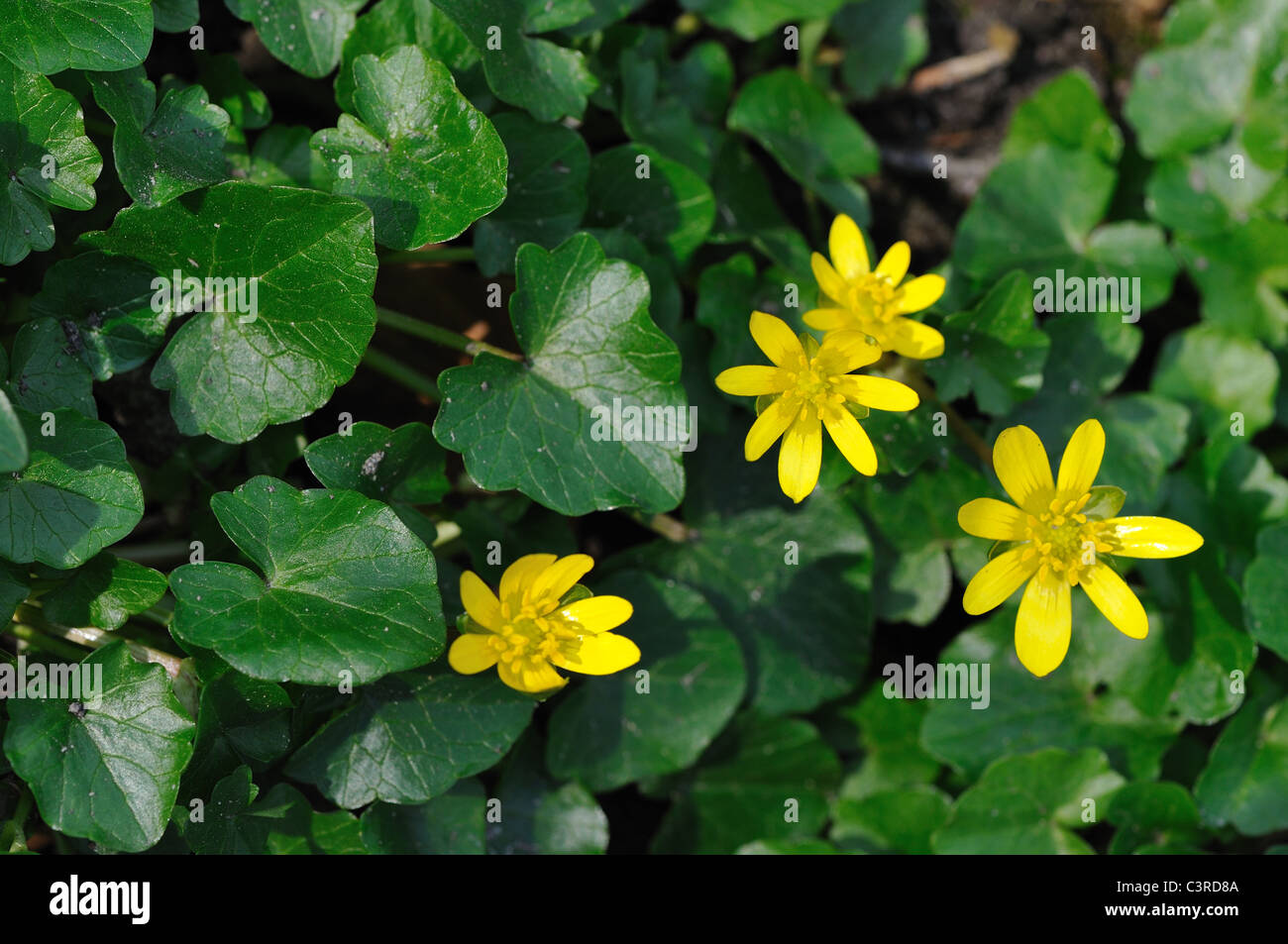 Lesser celandine - buttercup - Pilewort (Ranunculus ficaria - Ficaria verna) flowering at early-spring Stock Photo -
